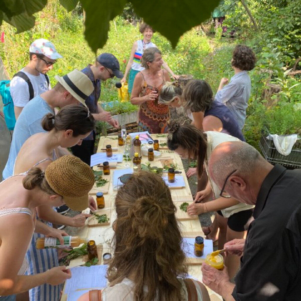 Workshop «Geteilte Naschgärten: Insektenfreundliche Pflanzen in der Stadt entdecken und geniessen»